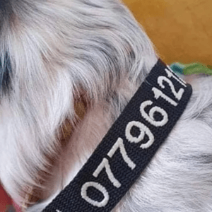 embroidered collars for dogs